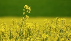 Mustard Cultivation: ਸਰ੍ਹੋਂ ਦੀਆਂ ਇਹ ਦੋ ਨਵੀਆਂ ਕਿਸਮਾਂ ਕਿਸਾਨਾਂ ਦੀ ਵਧਾਉਣਗੀਆਂ ਆਮਦਨ, ਜਾਣੋ ਪੂਰੀ ਜਾਣਕਾਰੀ