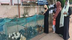 அருமையான விற்பனை... வரவேற்பு அமோகம்: பேராவூரணியில் கோழிக்குஞ்சு வாங்க ஆர்வம் காட்டும் மக்கள்