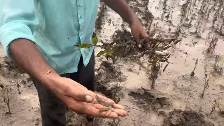 त्यामुळे त्यांनी दरवर्षीप्रमाणे आपले सोयाबीन वर केलेल्या वर्षभराच्या आर्थिक नियोजनाचा,मुलांच्या शिक्षणाचा,आशा आकांक्षाचा,चिखल झालाय.