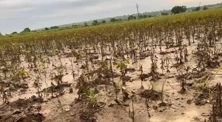 परभणीच्या जिंतूर तालुक्यातील वर्णा येथील प्रदीप अंबोरे यांनी आपल्या 10 एकरमध्ये सोयाबीन घेतले.