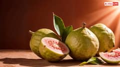 घर में कैसे लगा सकते हैं अमरूद का पौधा? यहां जान लें बेहद आसान तरीका