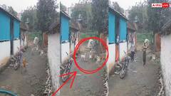 नहीं थम रहा डॉग्स का आतंक! पुणे में आवारा कुत्तों ने किया बच्ची पर हमला, मां ने आकर बचाई जान