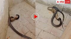 नेवले ने सांप के साथ खेला खूनी खेल! जबड़ा नोचा और उतार दिया मौत के घाट, वीडियो देख कांप उठेगी रूह