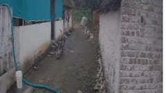 Stray Dog Attack: खाऊची पिशवी घेऊन घरी जाणाऱ्या चिमुकलीवर भटके कुत्रे तुटून पडले, भयंकर घटना सीसीटीव्हीत कैद