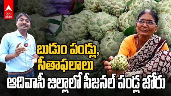Adilabad Seasonal Fruits : ఆదిలాబాద్ జిల్లాలో సీజనల్ గా లభించే పండ్లు.. ఉపాధి పొందుతున్న ఆదివాసీలు