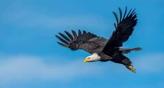 ये हैं दुनिया के सुपर नजर वाले जानवर, जिनकी आंखें इंसानों से बेहद ताकतवर