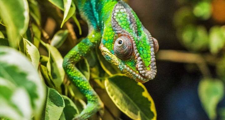 इसके अलावा कैमेलियन की आंखें स्वतंत्र रूप से हिल सकती है और वह दो अलग-अलग दिशाओं में एक साथ देख सकते हैं. इससे उन्हें 360 डिग्री का व्यू मिलता है और शिकार करते समय यह बहुत बड़ी मददगार होती है.
