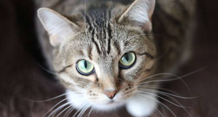 बिल्लियों की आंखों में टेपेडम लूसीडम नामक प्रवर्तक होती है जो रात में देखने की क्षमता बढ़ाती है. कम रोशनी में यह इंसानों से 6 से 8 गुना बेहतर देख सकती है.