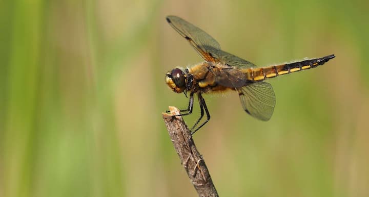 वहीं ड्रैगनफ्लाई की कंपाउंड आंखें लगभग उनके पूरे सिर को ढकती लगती है और उनमें लगभग 30000 फैक्टर होते हैं. यह तेजी से उड़ते शिकार को पकड़ने में माहिर होती है.