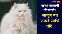 Lifestyle: मांजर पाळावी की नाही? जाणून घ्या फायदे आणि तोटे