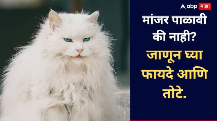 Lifestyle: घरात मांजर पाळल्याने मानसिक आणि शाररिक फायदे होऊ शकतात , परंतु याचे काही नुकसान सुद्धा आहेत जाणून घ्या मांजर पाळायचे नुकसान आणि फायदे