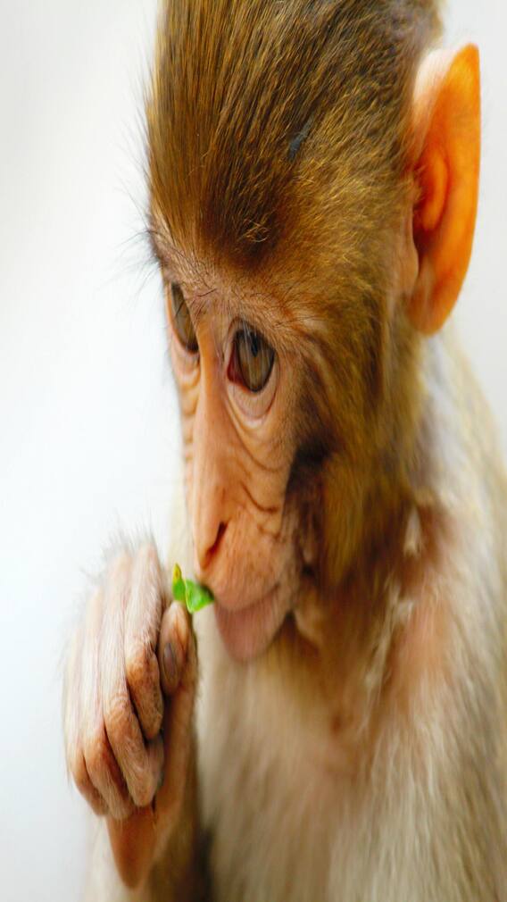 एक दिन में कितनी बार धड़कता है बंदर का दिल?