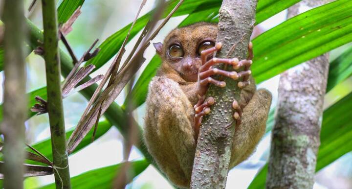 साउथ ईस्ट एशिया में पाए जाने वाले छोटे टारसियर प्राइमेट अपने शरीर के अनुपात में सबसे बड़ी आंखें वाले जीवों में शामिल है. उनकी आंखें रात में देखने और गहरी दृष्टि क्षमता उन्हें शाखाओं के बीच सुरक्षित छलांग लगाने में मदद करती है.