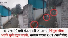 Stray Dog Attack: खाऊची पिशवी घेऊन घरी जाणाऱ्या चिमुकलीवर भटके कुत्रे तुटून पडले, भयंकर घटना सीसीटीव्हीत कैद