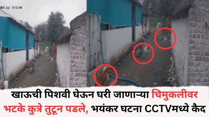 Stray Dog Attack: या हल्ल्यात मुलगी जखमी झाली. यावेळी चिमुकलीने आरडाओरड केल्याने पालकांनी तात्काळ धाव घेत प्रसंगावधान राखत मुलीला कुत्र्यांच्या तावडीतून सुखरूप बाहेर काढले आणि मोठा अनर्थ टळला.