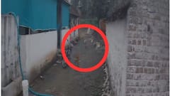 Stray Dog Attack: खाऊची पिशवी घेऊन घरी जाणाऱ्या चिमुकलीवर भटके कुत्रे तुटून पडले, भयंकर घटना सीसीटीव्हीत कैद