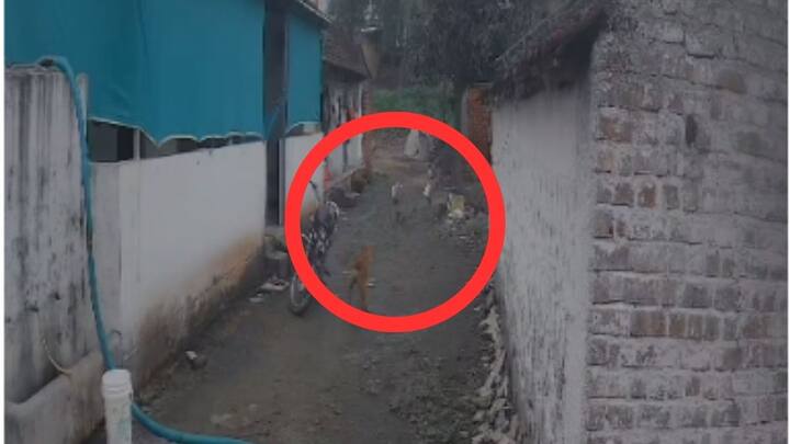 पुण्याच्या खेड तालुक्यातील पापळवाडी येथे चिमुकल्या मुलीवर घराच्या अंगणातच भटक्या कुत्र्यांचा टोळीचा हल्ल्याचा थरार सीसीटीव्ही कॅमेऱ्यात कैद झालाय आहे.