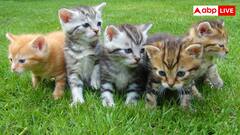 ये हैं दुनिया के सुपर नजर वाले जानवर, जिनकी आंखें इंसानों से बेहद ताकतवर