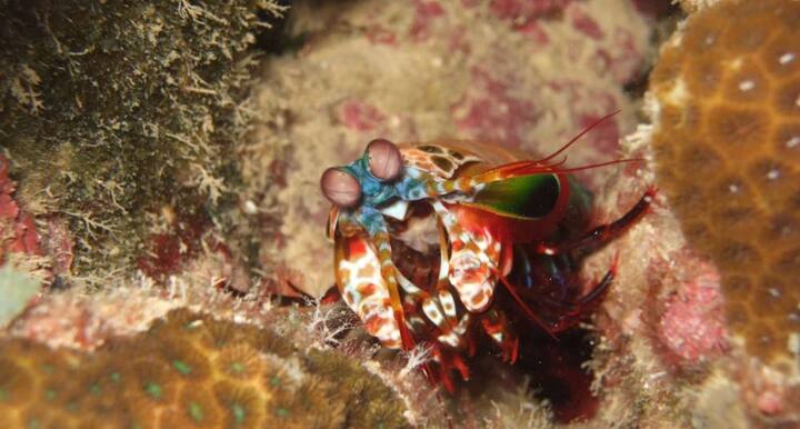 मैंटिस श्रिम्प की आंखें भी काफी तेज मानी जाती हैं. छोटे आकार के बावजूद मैंटिस श्रिम्प की आंखें सबसे खतरनाक मानी जाती है. इसकी आंखों में 16 प्रकार की फोटोरिसेप्टर सेल्स होते हैं और यह यूवी कलर भी देख सकते हैं.