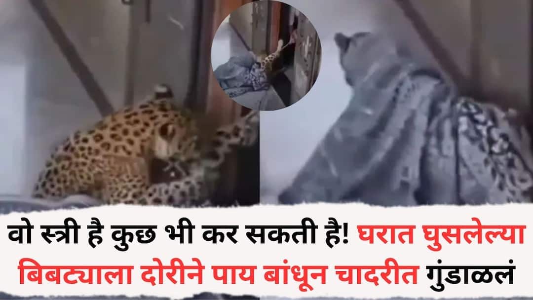 Leopard Walks Into House Viral Video: वो स्त्री है कुछ भी कर सकती है! घरात घुसलेल्या बिबट्याला महिलेने दोरीने पाय बांधून चादरीत गुंडाळलं, VIDEO व्हायरल Rajasthan Woman Ties Up Leopard With Rope In Shocking Video Leopard Walks Into House Viral Video: वो स्त्री है कुछ भी कर सकती है! घरात घुसलेल्या बिबट्याला महिलेने दोरीने पाय बांधून चादरीत गुंडाळलं, VIDEO व्हायरल