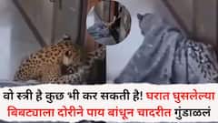 वो स्त्री है कुछ भी कर सकती है! घरात घुसलेल्या बिबट्याला महिलेने दोरीने पाय बांधून चादरीत गुंडाळलं, VIDEO व्हायरल