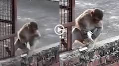 Video: वृंदावन में श्रद्धालु का पर्स छीन 10000 रुपए ले भागा बंदर, फ्रूटी देने पर लौटाए कुछ पैसे, देखें वीडियो