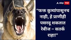 Rabies awareness : कुत्र्यांशिवाय हे प्राणीही पसरवतात रेबीज; सावध रहा!