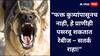 Rabies awareness : कुत्र्यांशिवाय हे प्राणीही पसरवतात रेबीज; सावध रहा!