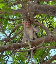 रेबीज माकडांच्या चाव्याव्दारे किंवा ओरखड्यांद्वारे देखील पसरू शकतो, विशेषतः ज्या भागात माकडे मुबलक प्रमाणात असतात.