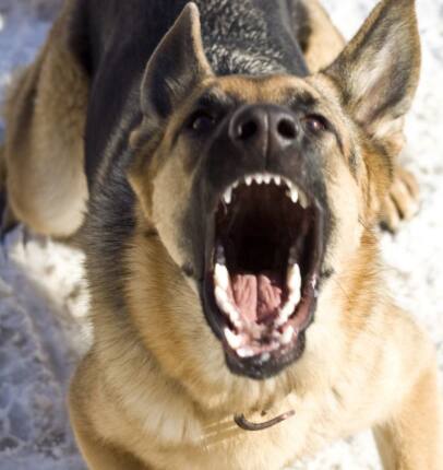 भारतातील 15% पेक्षा जास्त रेबीजचे रुग्ण कुत्र्यांच्या चाव्यामुळे होतात, परंतु ते फक्त कुत्र्यांपुरते मर्यादित नाही. फरीदाबादमधील अकॉर्ड सुपरस्पेशालिटी हॉस्पिटलमधील अंतर्गत वैद्यकीय सल्लागार डॉ. मुकुंद सिंग स्पष्ट करतात की रेबीज हा एक असा आजार आहे ज्यावर कायमचा इलाज नाही.