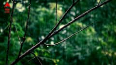 দক্ষিণের পাশাপাশি উত্তরের জেলাগুলিতেও ভারী বৃষ্টির সতর্কতা, কোথায় কোথায় বেশি দুর্যোগের আশঙ্কা ?