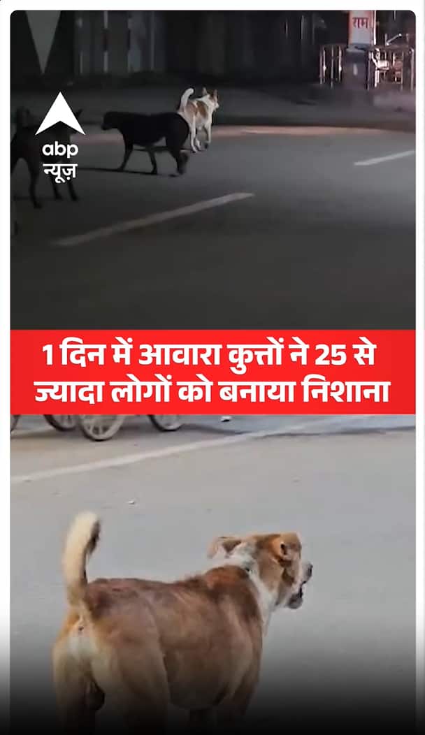 Breaking: Stray dogs attack over 25 people in a single day Breaking: Stray dogs attack over 25 people in a single day