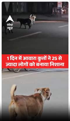 Breaking: Stray dogs attack over 25 people in a single day