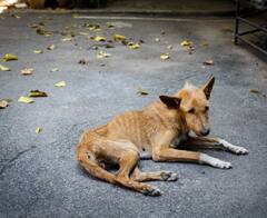 Rabies awareness : कुत्र्यांशिवाय हे प्राणीही पसरवतात रेबीज; सावध रहा!