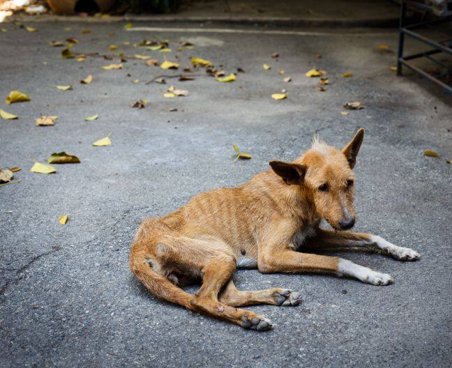 रेबीज हा विषाणू मेंदू आणि मज्जासंस्थेला हानी पोहोचवतो आणि त्वरित उपचार न केल्यास मृत्यूही होऊ शकतो.
