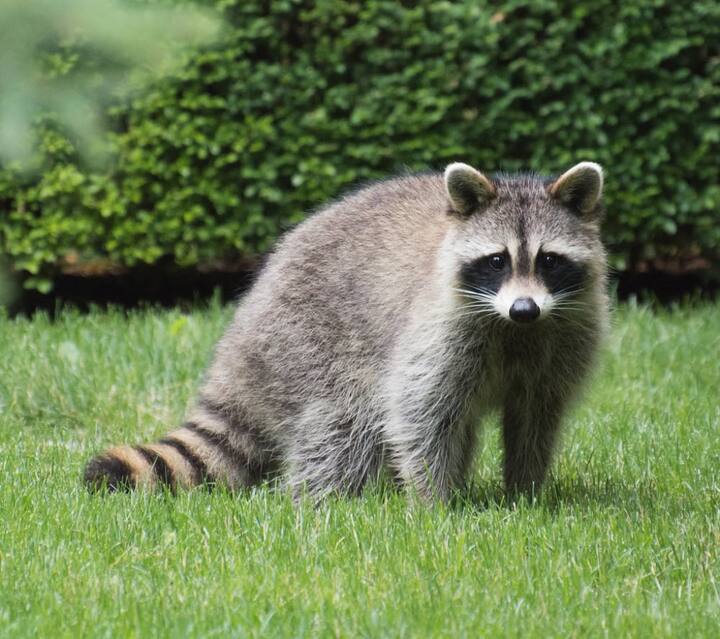 रॅकून हे वन्य प्राणी रेबीजचे वाहक देखील असू शकतात.