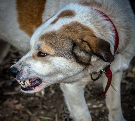 कुत्रे, विशेषत भटके कुत्रे, रेबीजचे सर्वात सामान्य वाहक आहेत. भारतात रेबीजच्या 99% प्रकरणे कुत्र्यांच्या चाव्यामुळे होतात. (टीप : वरील सर्व गोष्टी माहिती म्हणून वाचकांपर्यंत पोहोचवत आहोत. एबीपी माझा यातून कोणताही दावा करत नाही. )