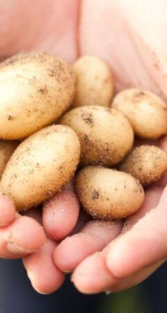 भारतात सर्वोत्तम बटाटा कुठे पिकतो?