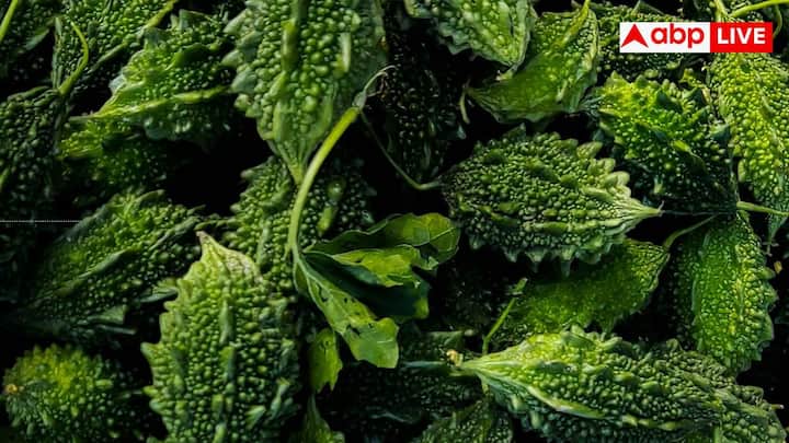 ResearchGate में पब्लिश एक रिसर्च के अनुसार, करेला (बिटर मेलन) की पत्तियां आवश्यक पोषक तत्वों का खजाना हैं, जैसे कि इसमें 27.38 प्रतिशत प्रोटीन, 2.19 प्रतिशत लिपिड्स, 3.48 प्रतिशत फाइबर और 41.08 प्रतिशत कार्बोहाइड्रेट पाया जाता है.