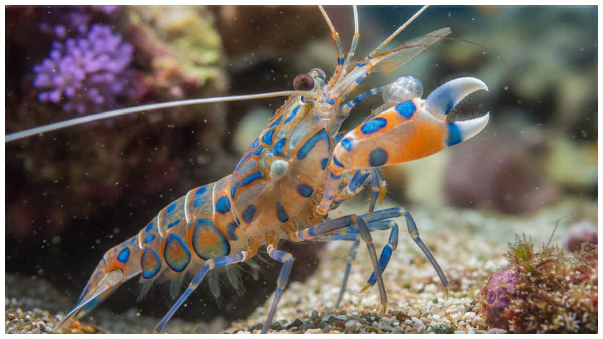 Pistol Shrimp : పిస్టల్ రొయ్యల మిస్టరీ: సూర్యుని కంటే వేడి, తుపాకీ కంటే పెద్ద శబ్దం చేసే జీవి! అమెరికా సైన్యానికి ముప్పుతిప్పలు!