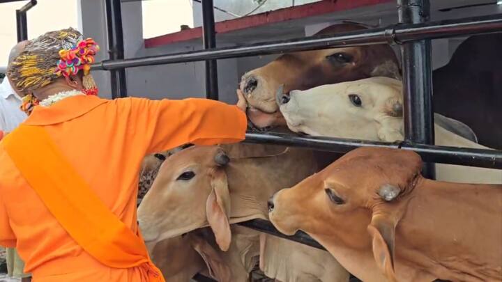 गोरखनाथ मंदिर में विजयदशमी के विशिष्ट पूजन के क्रम में योगी आदित्यनाथ ने गुरुवार को मंदिर की गोशाला में गोपूजन किया.