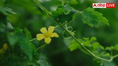 Bitter Melon Leaves: लिवर को करना चाहते हैं एकदम हेल्दी, इस कड़वी सब्जी की पत्तियां आज ही डाइट में कर लें शामिल