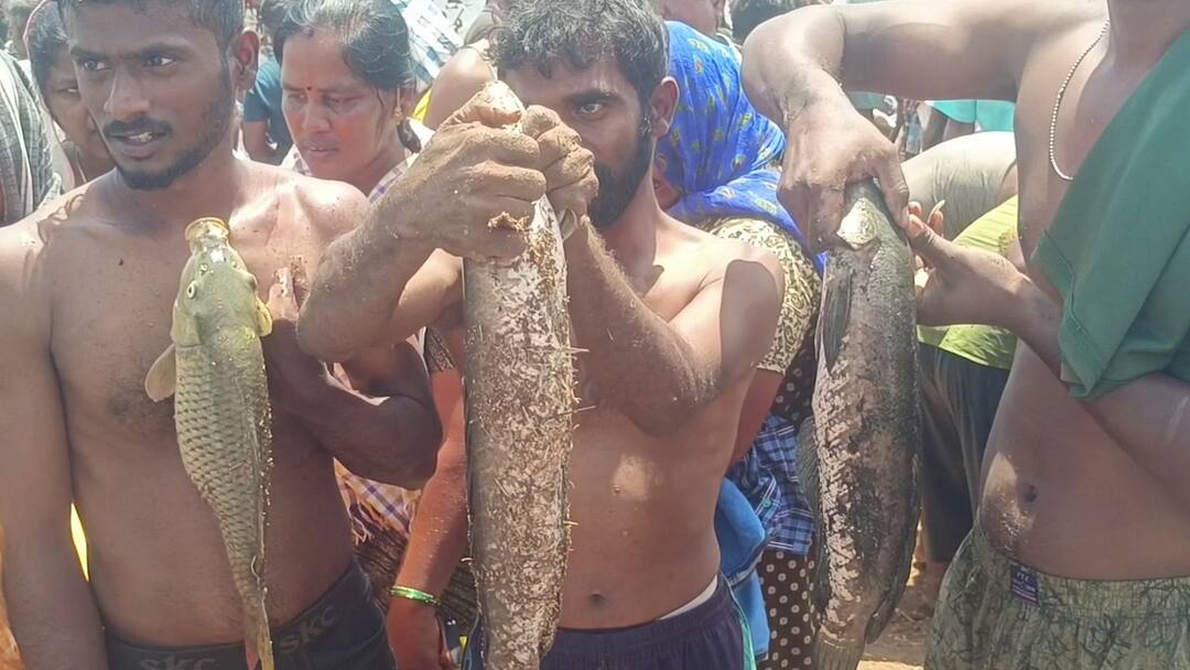 மீன்பிடி திருவிழா: 3000 பேர் பங்கேற்பு! ஆர்வத்துடன் மீன்களை அள்ளிய கிராம மக்கள்!