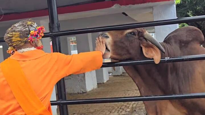 गोसेवा के प्रति सीएम योगी बेहद संवेदनशील रहते हैं. उनका गोमाता और गोवंश से आत्मीय लगाव है. पूजन के साथ वह गोवंश को दुलारते भी रहे.