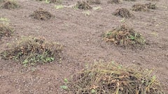 Amreli: વરસાદથી અમરેલી જિલ્લાના ખેડૂતોની હાલત કફોડી, પાકને મોટા પ્રમાણમાં નુકસાન