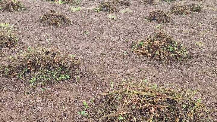 તૈયાર મગફળીના પાથરા વરસાદમાં પલળી ગયા છે.  જેથી મગફળીના કાઢેલા પાકમાં ફુગ આવવા લાગી છે.  એટલુ જ નહીં મગફળીમાં પણ અંકુરણ થઈ રહ્યું છે.