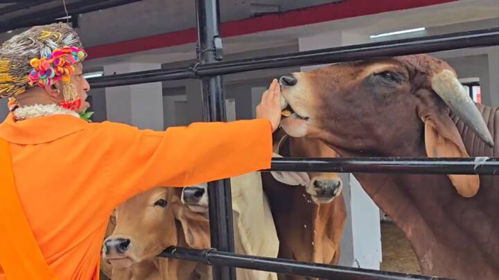 गोमाता के माथे पर तिलक लगाकर उनका आशीर्वाद लिया. मुख्यमंत्री ने गोमाता को प्रेम और श्रद्धाभाव से गुड़, पूड़ी और चावल का लड्डू खिलाकर उनकी सेवा की.