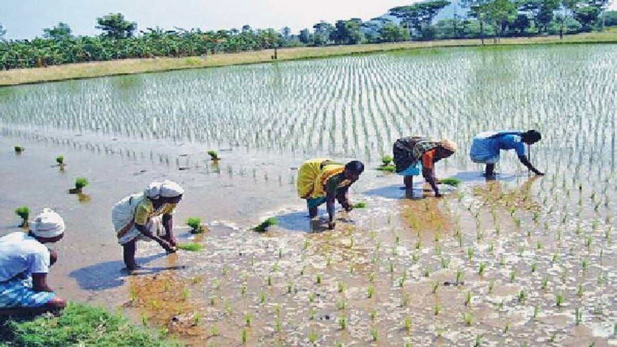 நெல் நாற்றங்காலில் பயிர் பாதுகாப்பு முறை... விவசாயிகளுக்கு வேளாண் துறை ஆலோசனை