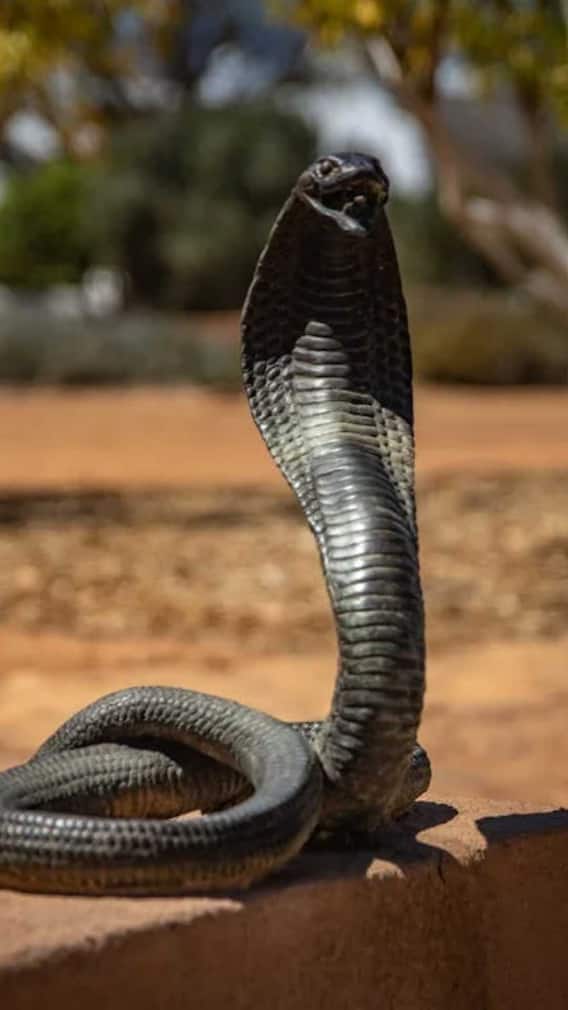 इस सांप की स्पीड होती है सबसे तेज