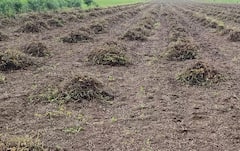 Amreli: વરસાદથી અમરેલી જિલ્લાના ખેડૂતોની હાલત કફોડી, પાકને મોટા પ્રમાણમાં નુકસાન